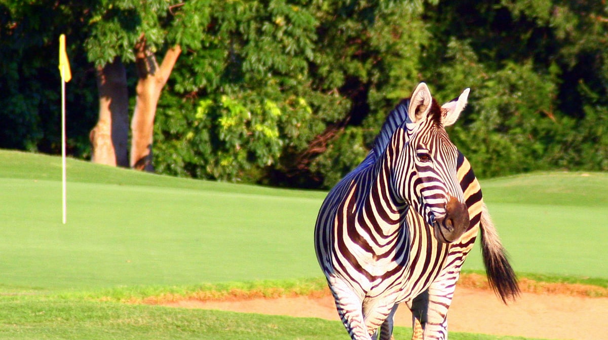 zebra en golf