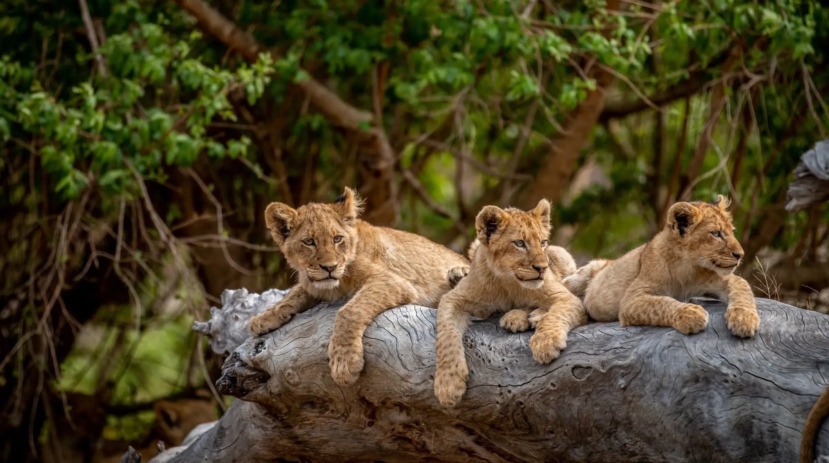 Kruger National Park - leeuwen