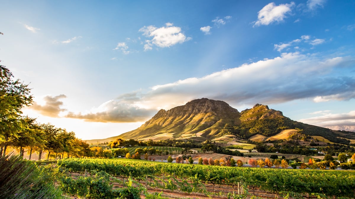 Zuid-Afrika - Stellenbosch wijnstreek