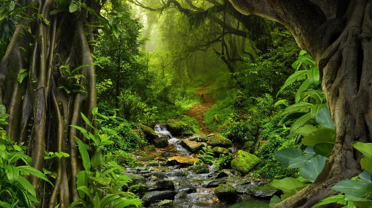 Amazone jungle