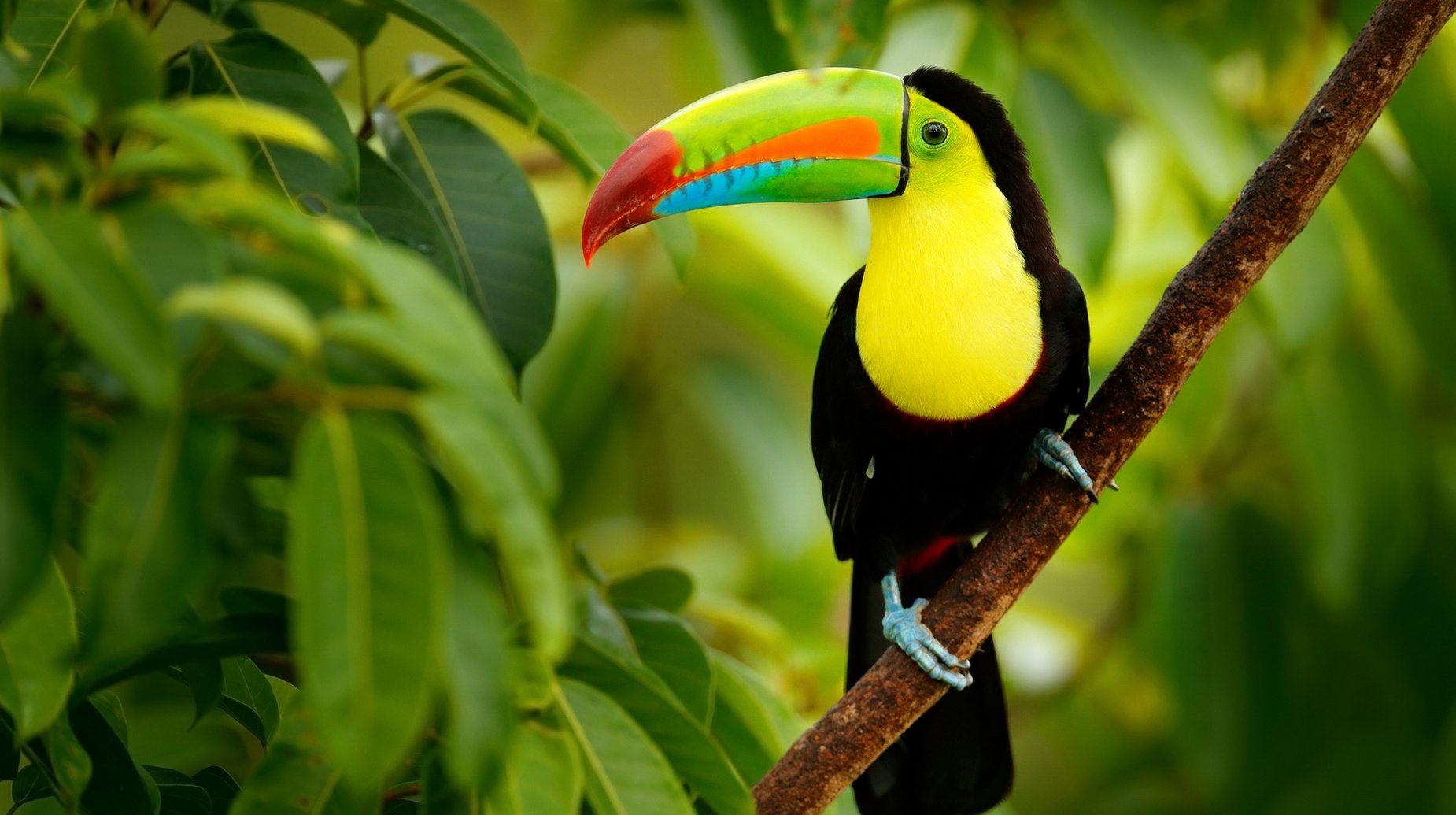 Amazone toekan