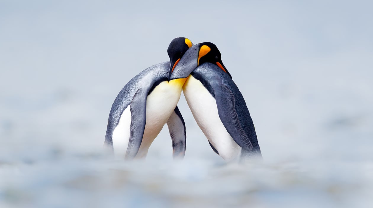 Antarctica 3-1