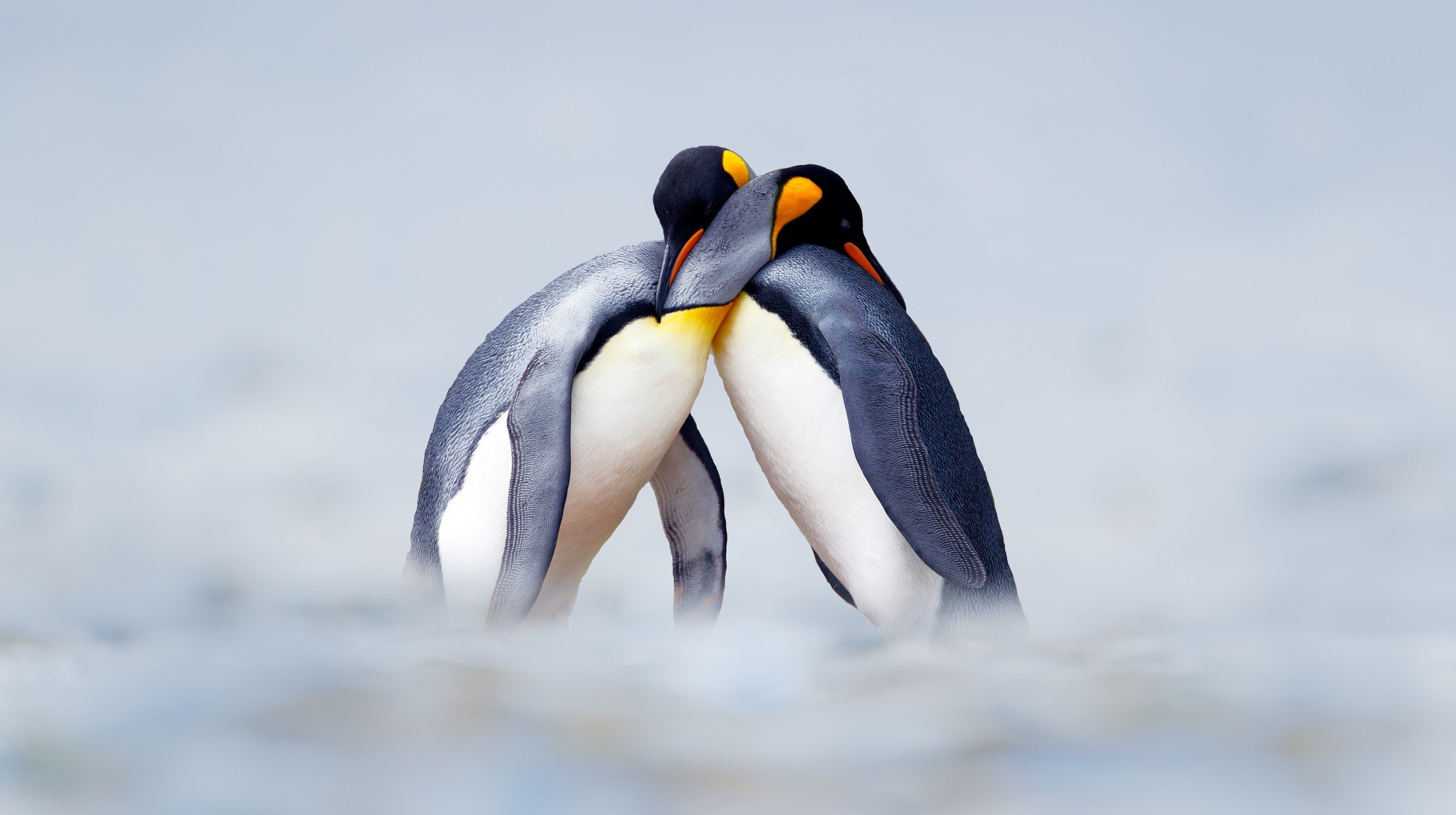Antarctica 3