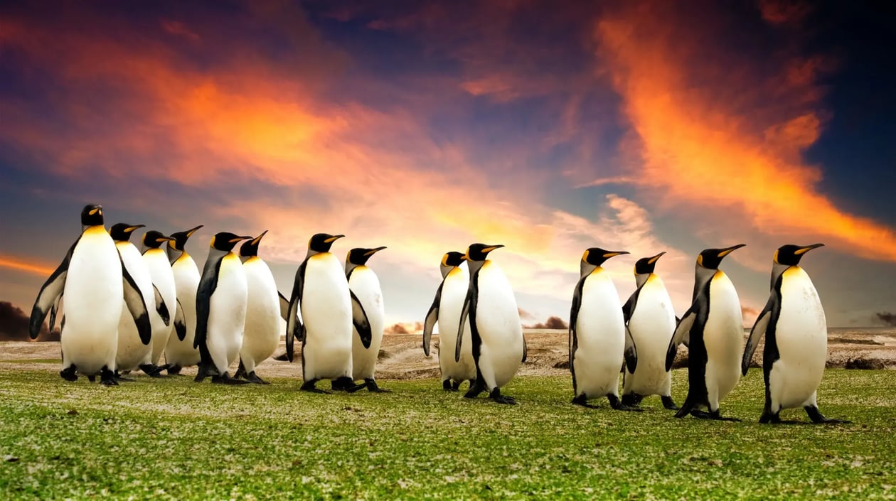 Falklandeilanden - Pinguins (1)