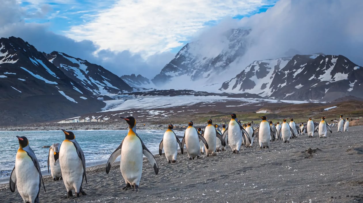 Falklandeilanden - Pinguins (2)