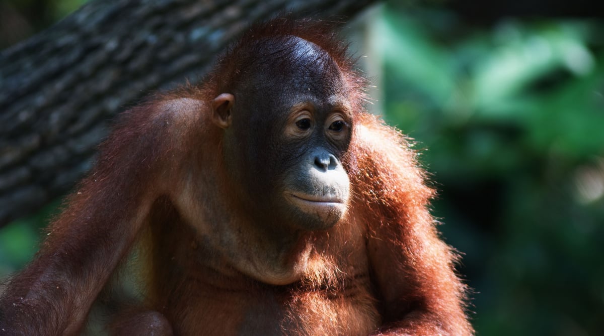 Borneo