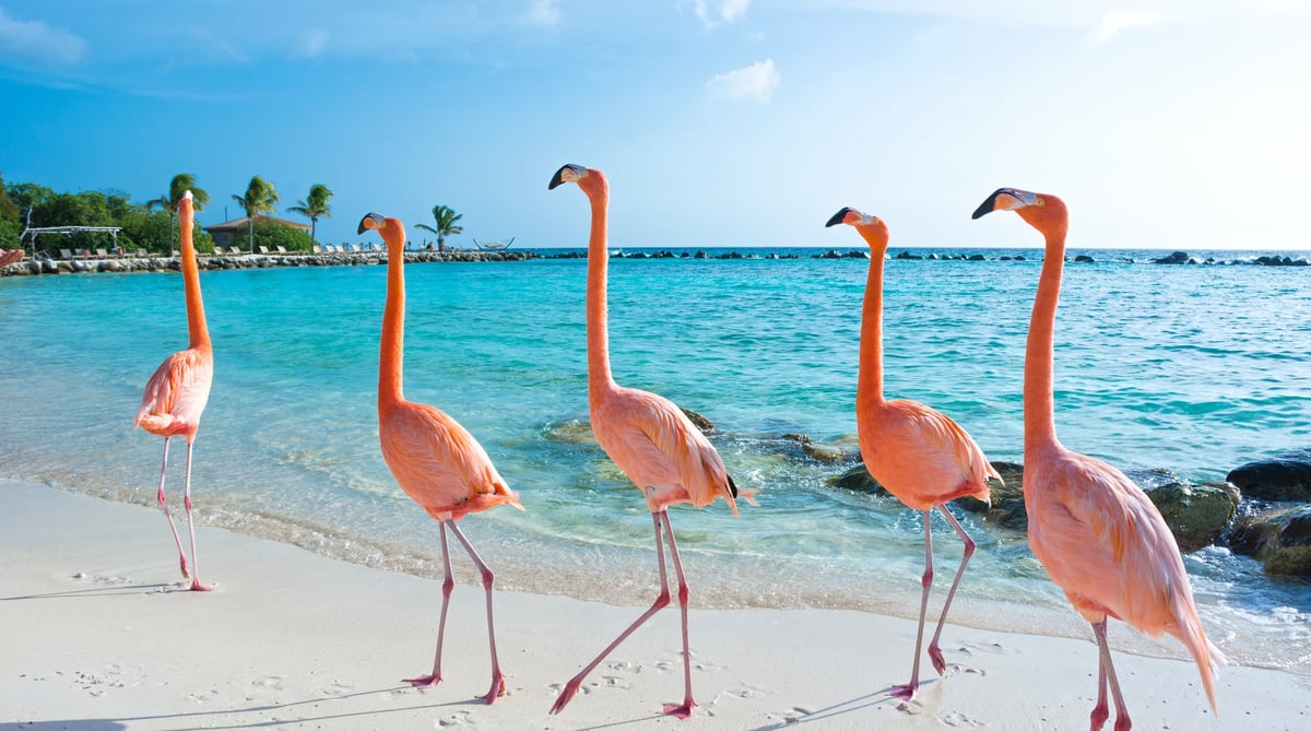 ARuba 1
