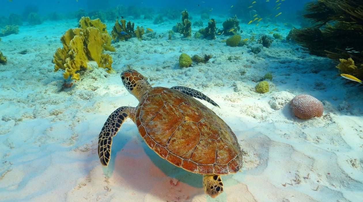 Tobago Cays