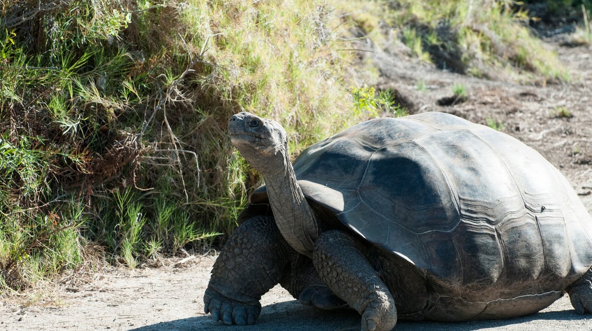 Expeditiecruise Galapagos