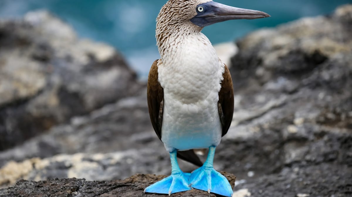 Galapagoseilanden - Blauwvoetgent