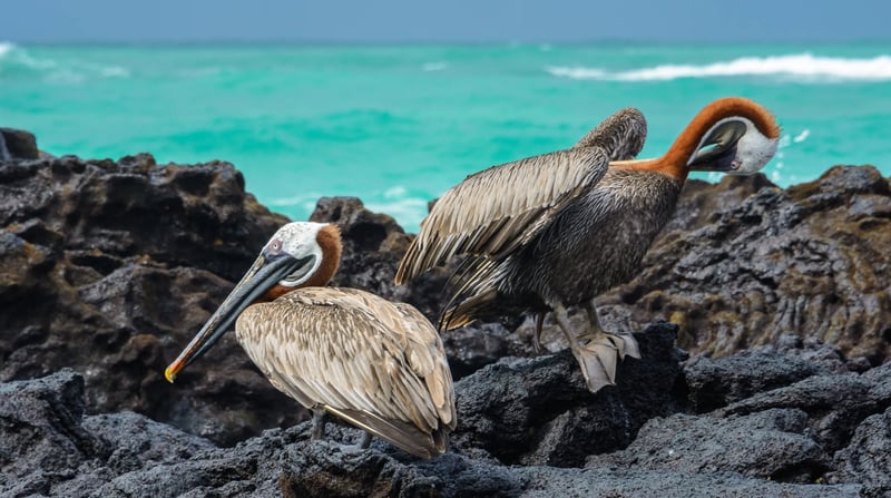 Galapagoseilanden - Bruine pelikanen