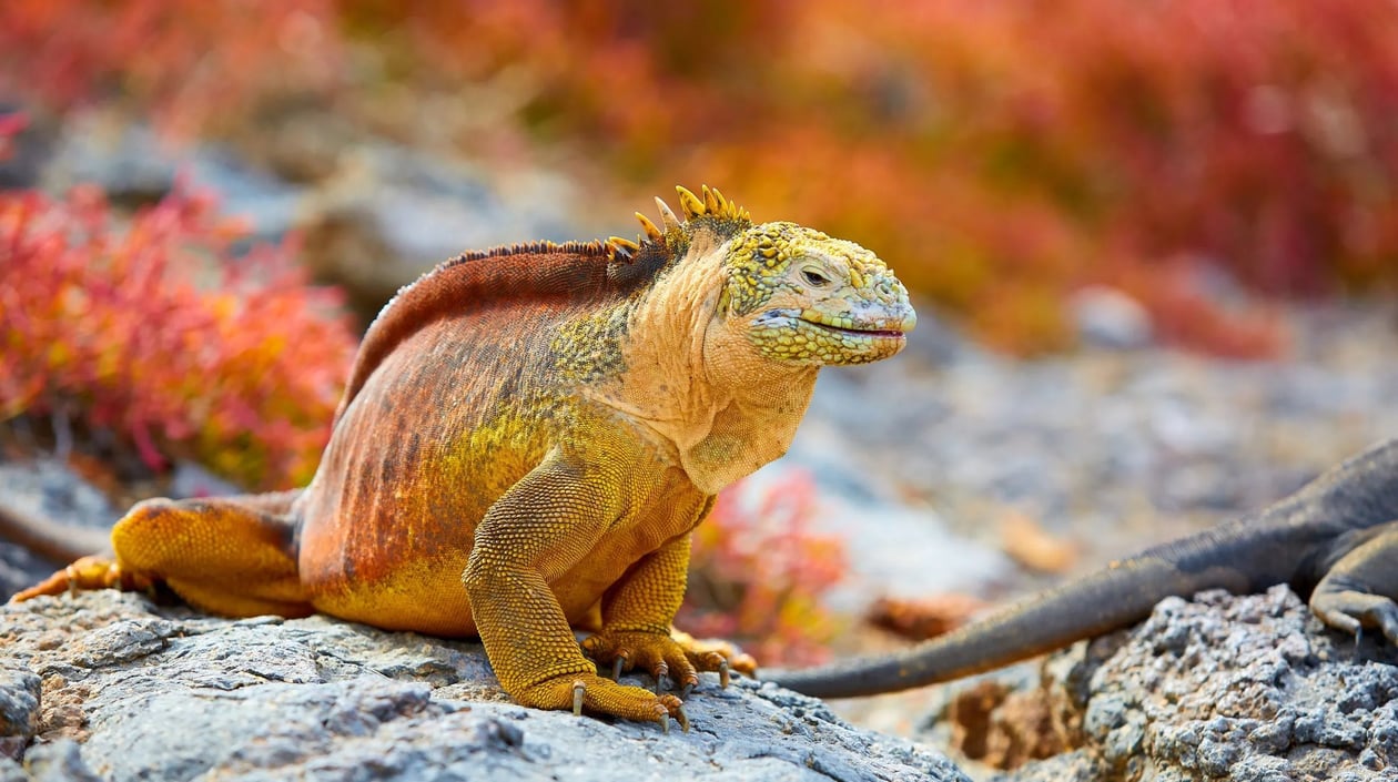 Galapagoseilanden - Galapagosleguaan (1)
