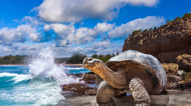 Galapagoseilanden - Schildpad
