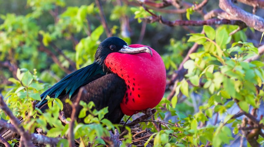Galapagoseilanden, fregatvogel