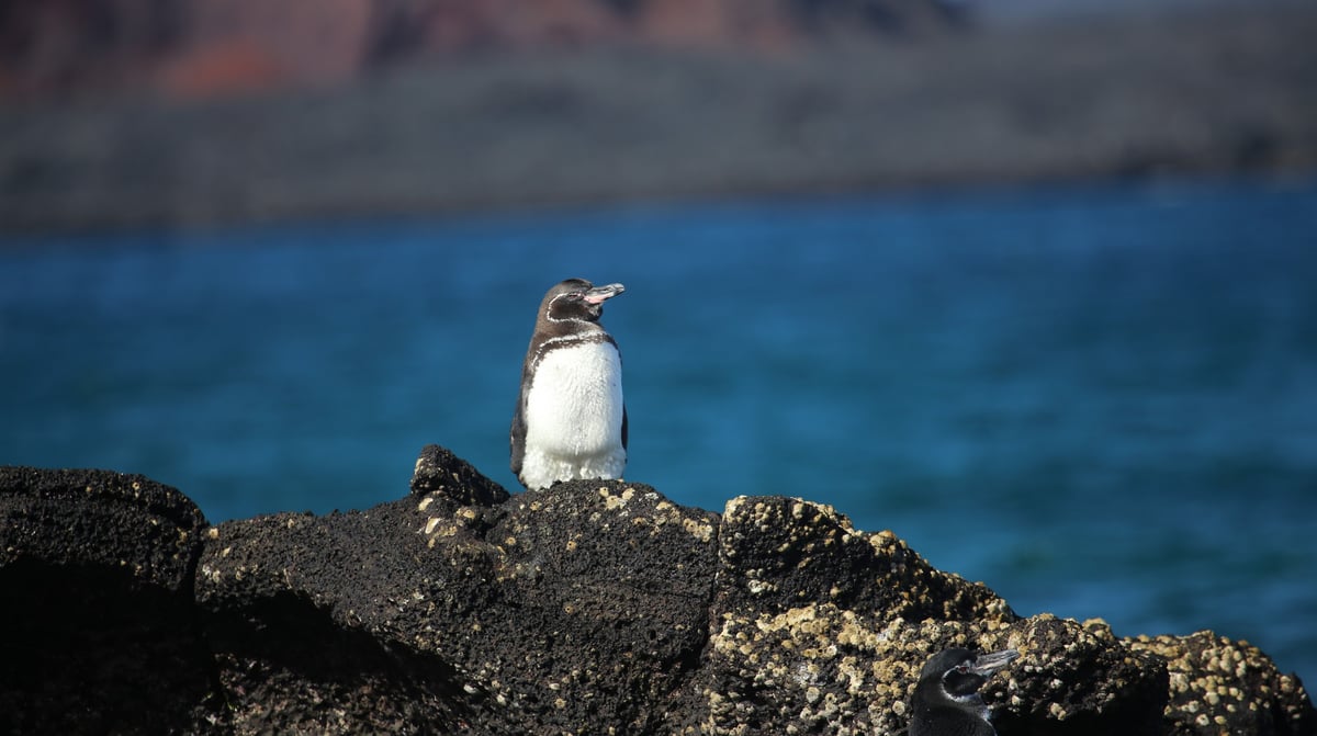 Expeditiecruise Galapagos