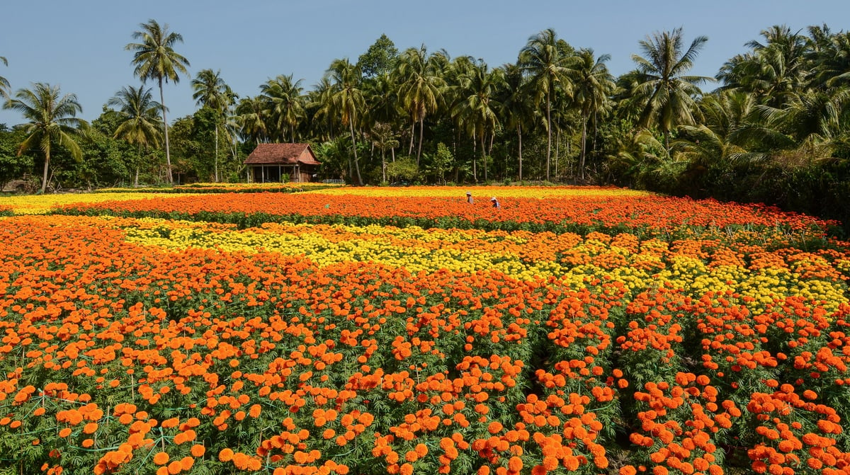 Bloementuin Sa Dec, Mekong