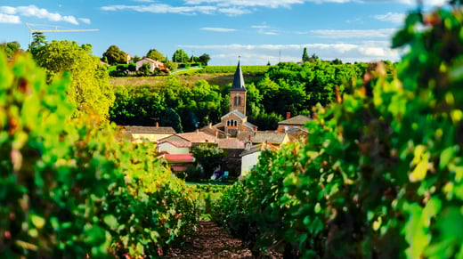 Rhone & Saone _ Beaujolais_wijngaarden
