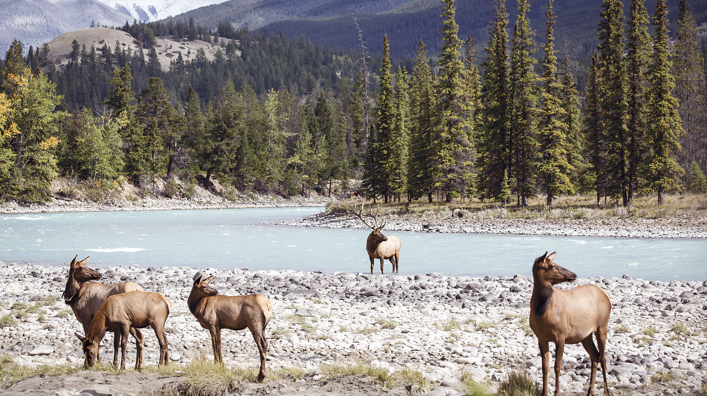 Athabasca River - Rocky Mountaineer