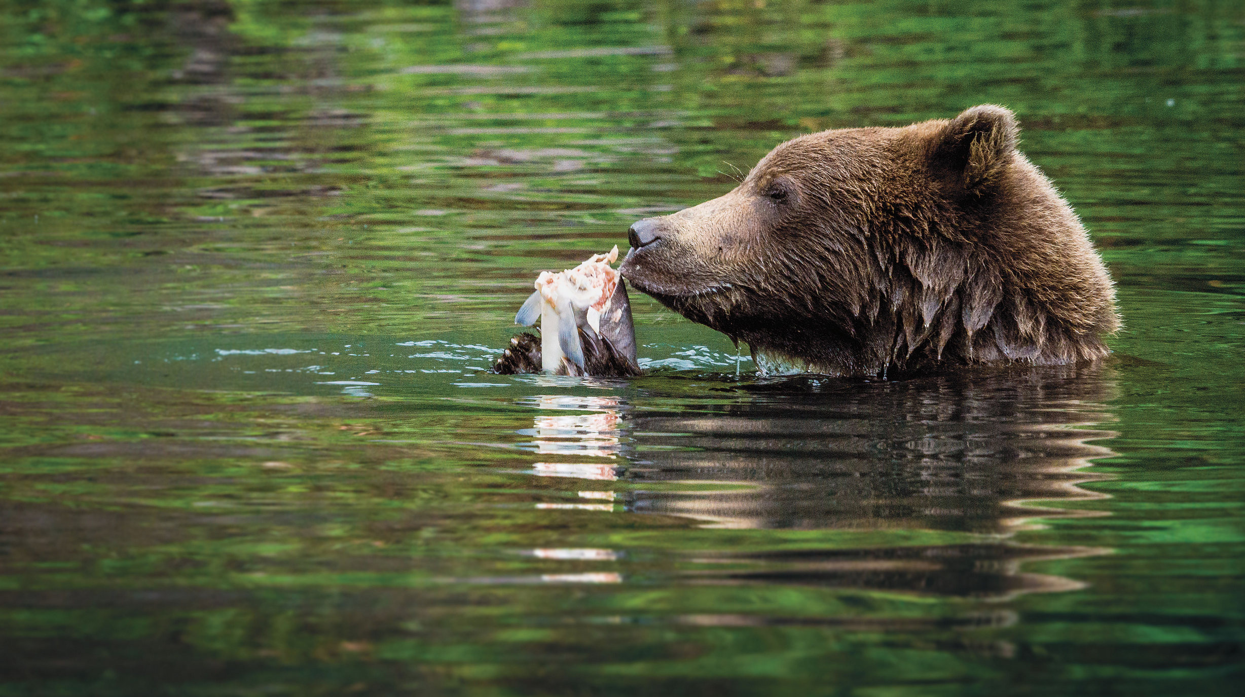 Bear salmon