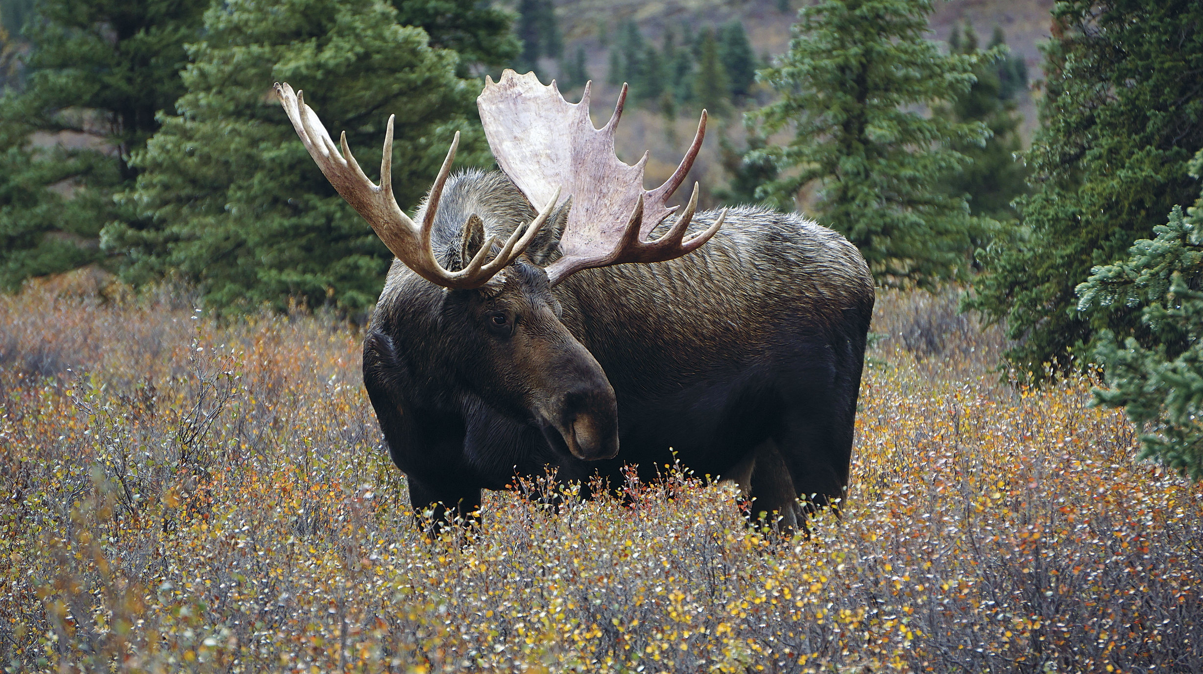 Rocky Mountaineer Canada - Wildlife