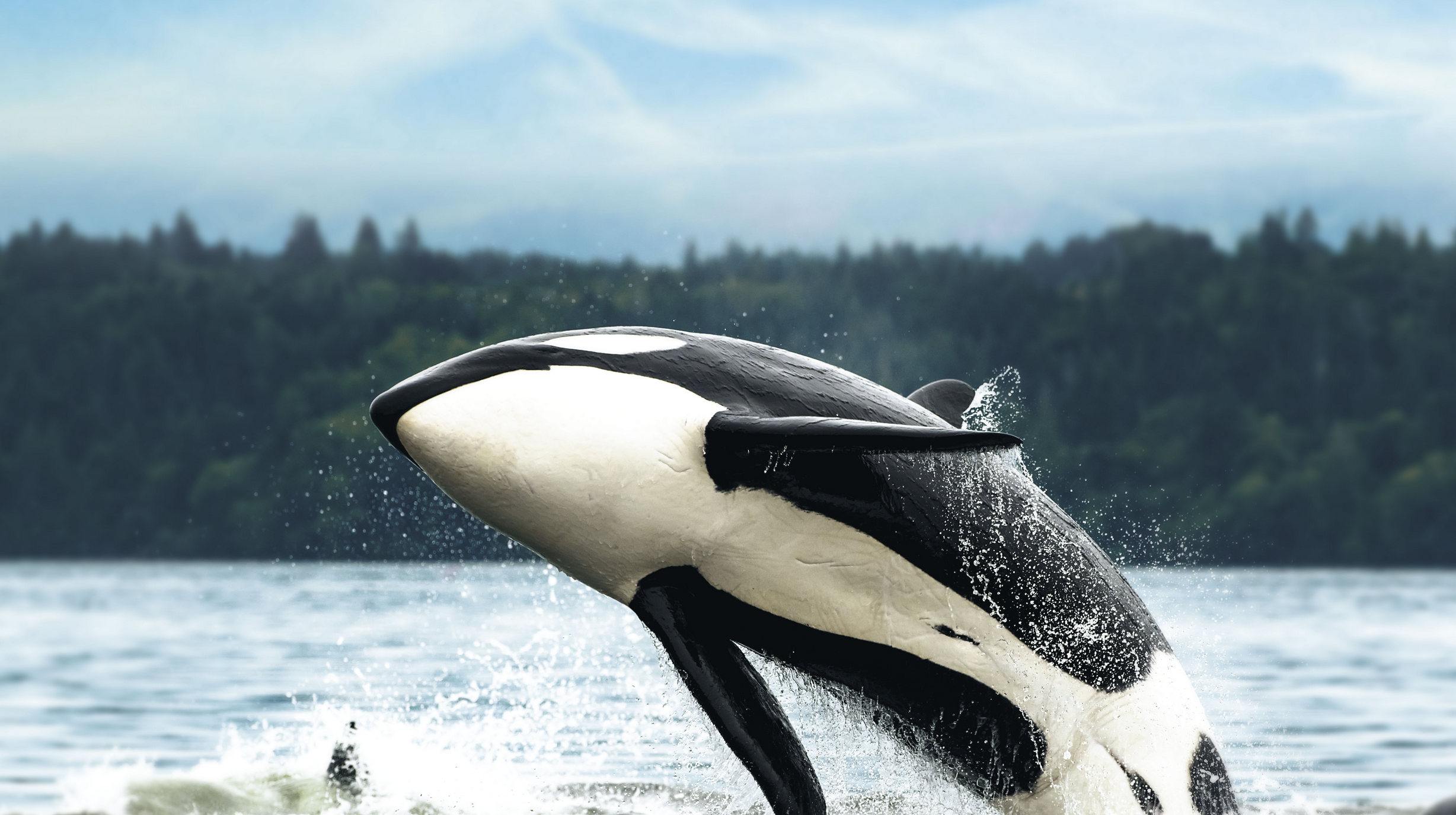Whales