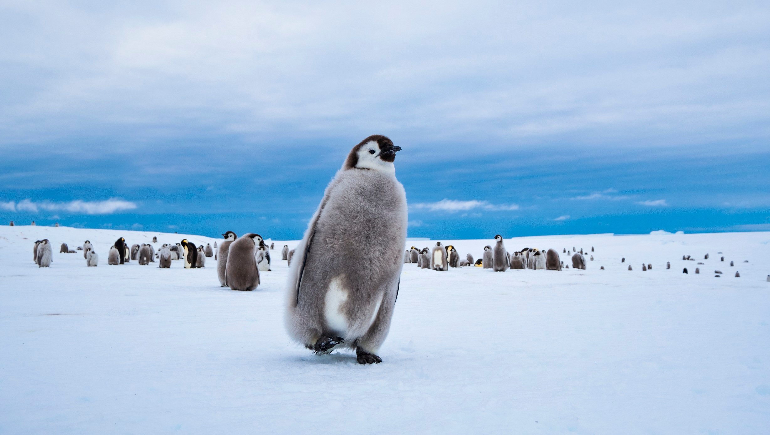 Pinguin Antarctica