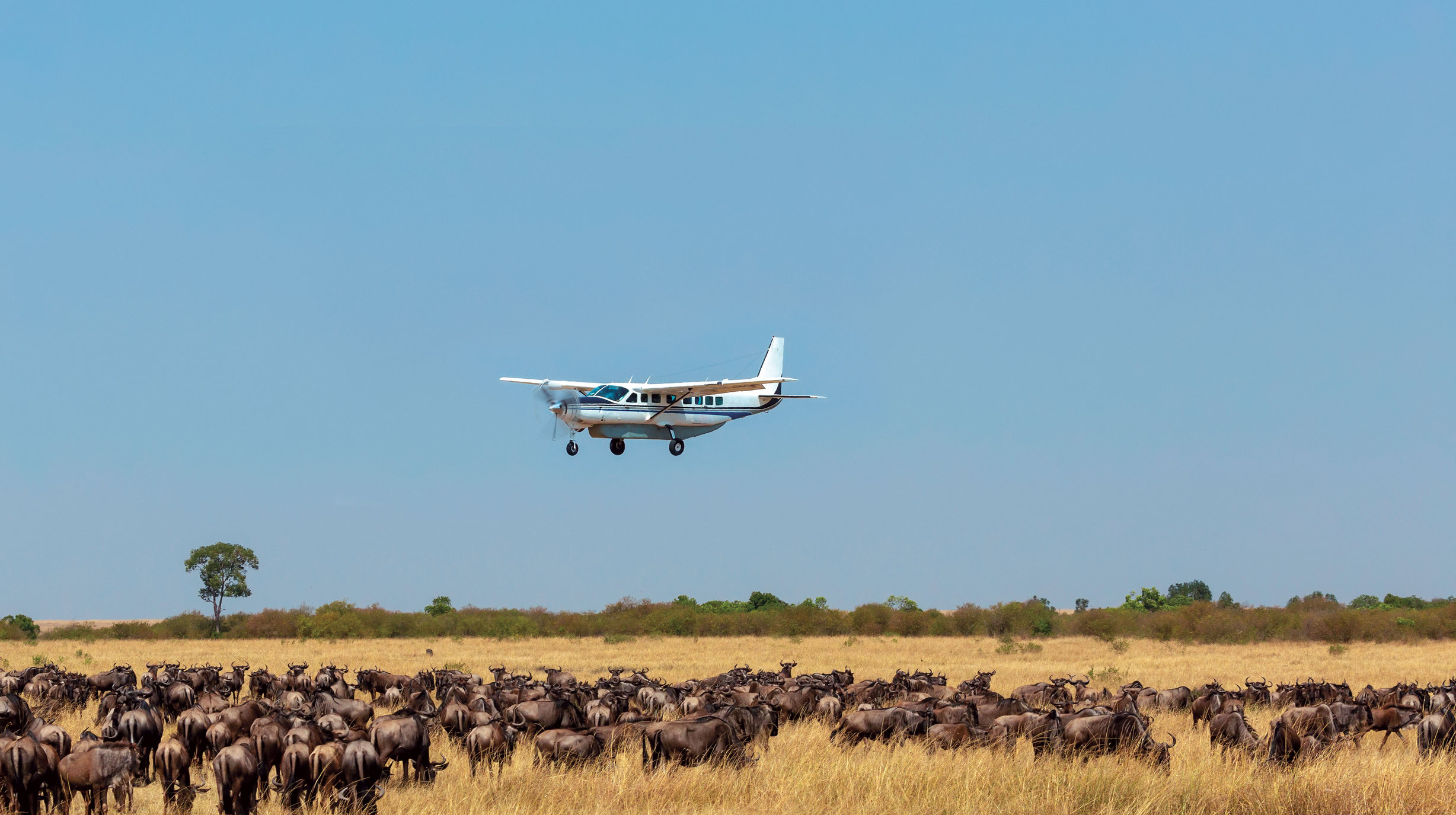 Cessna bush