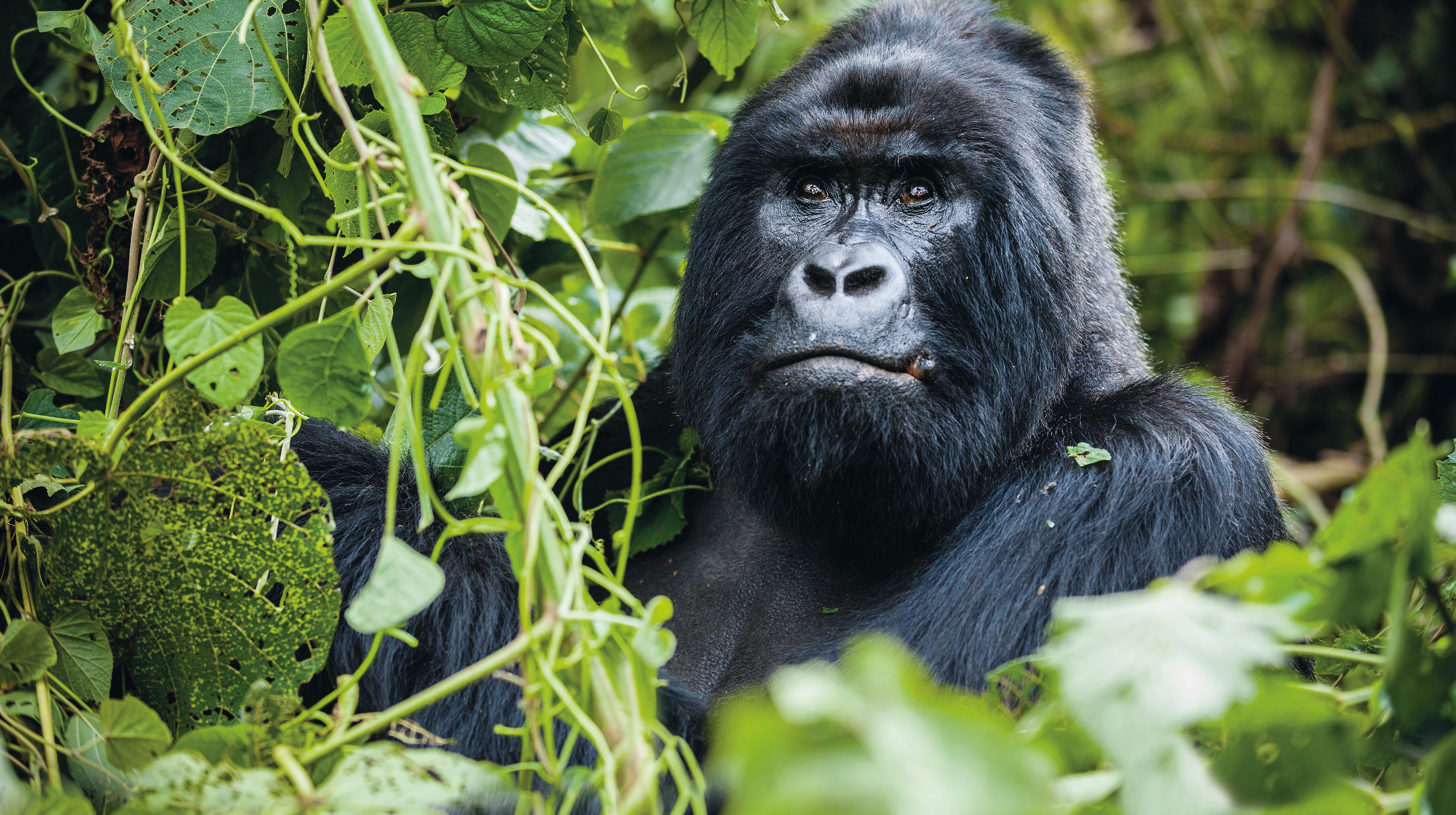 Gorilla