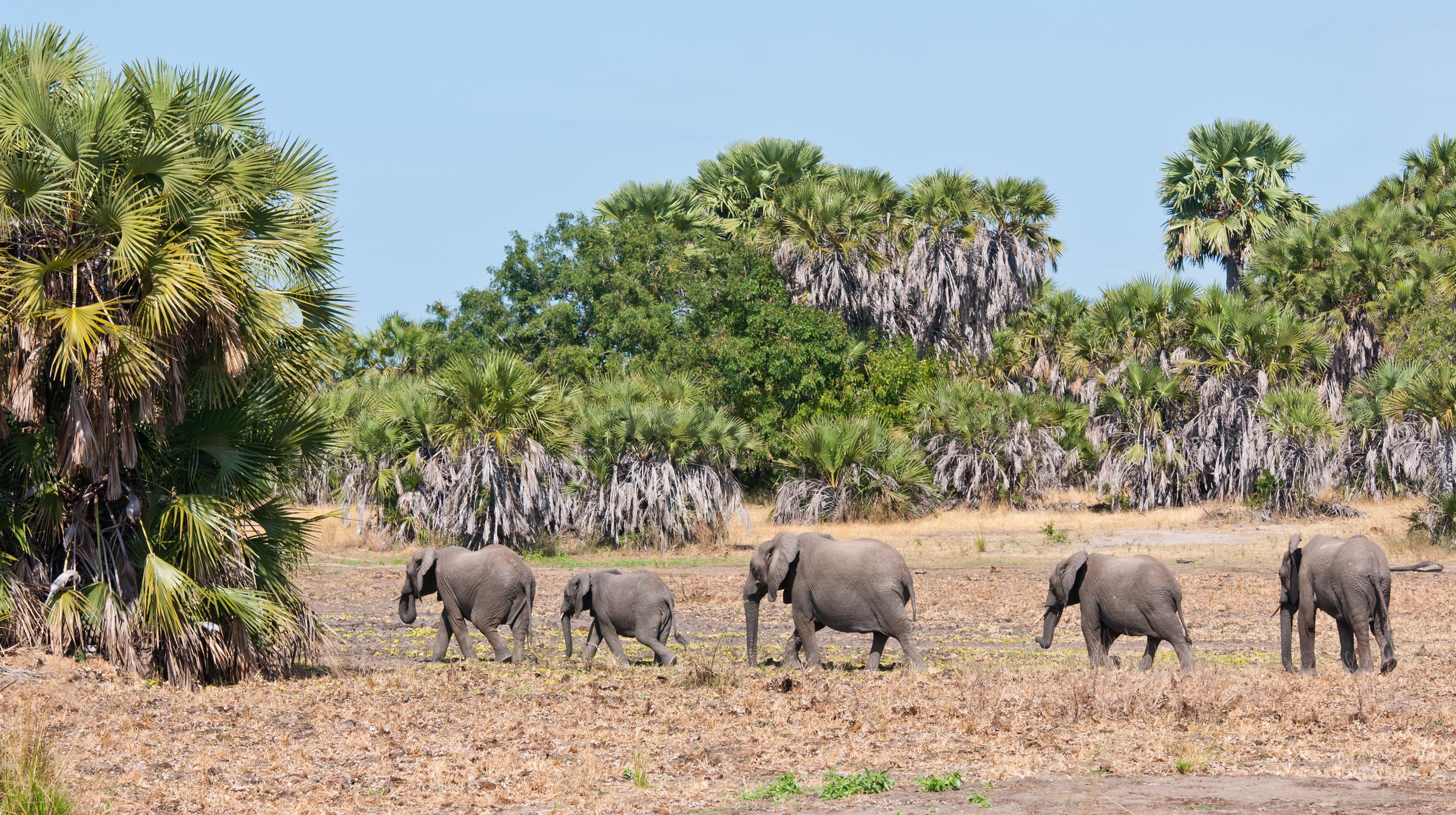 Treinreis afrika safari 