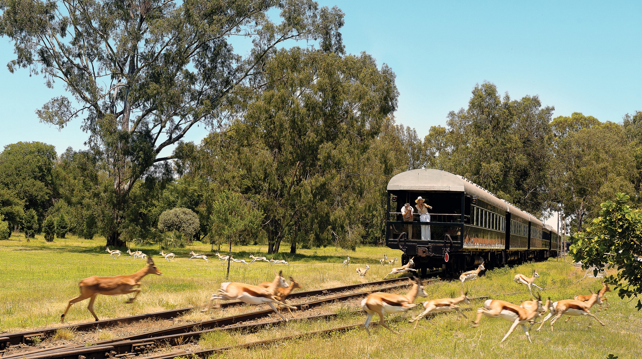 22. Rovos Rail safari