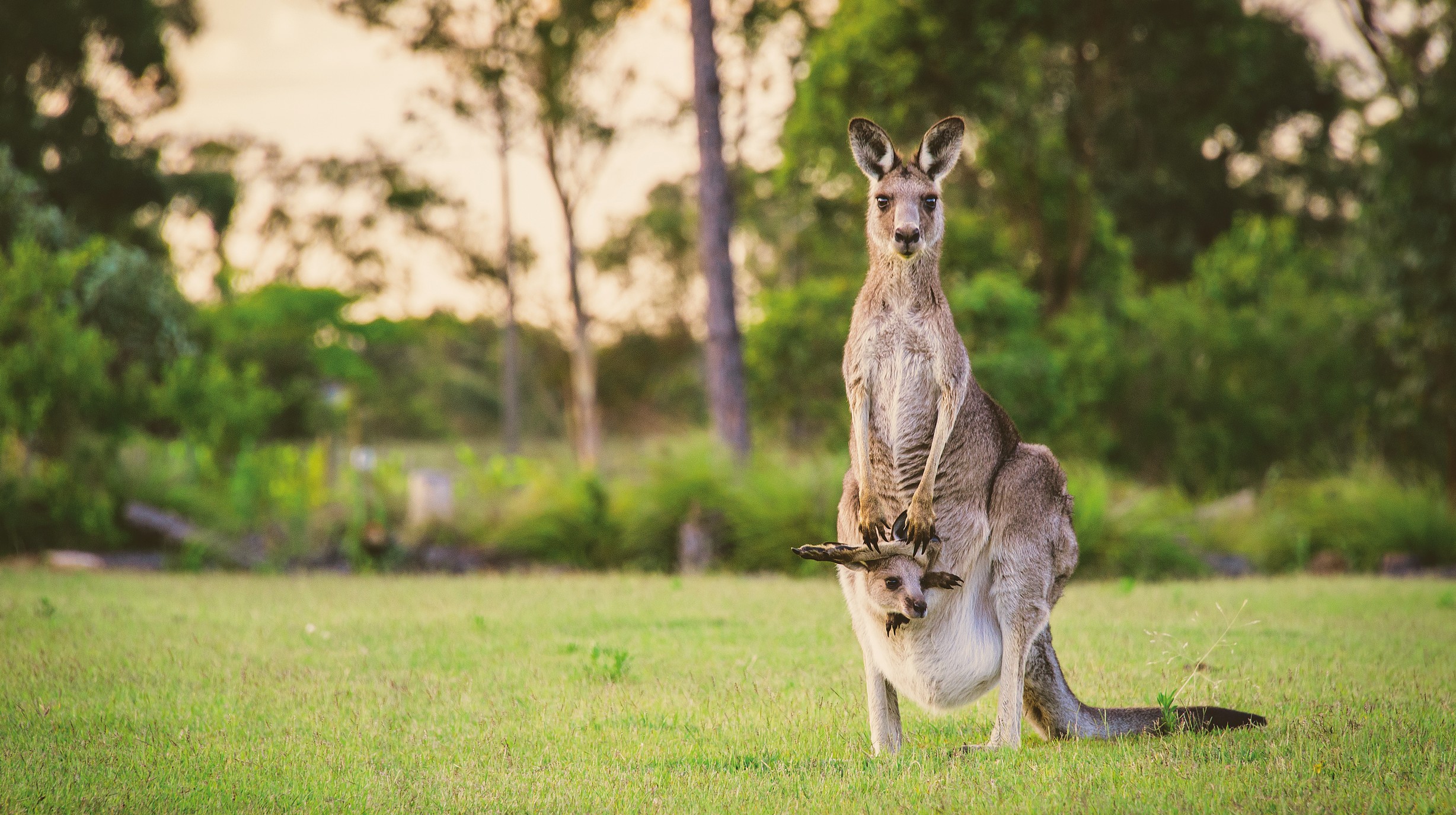 Kangaroe Australië