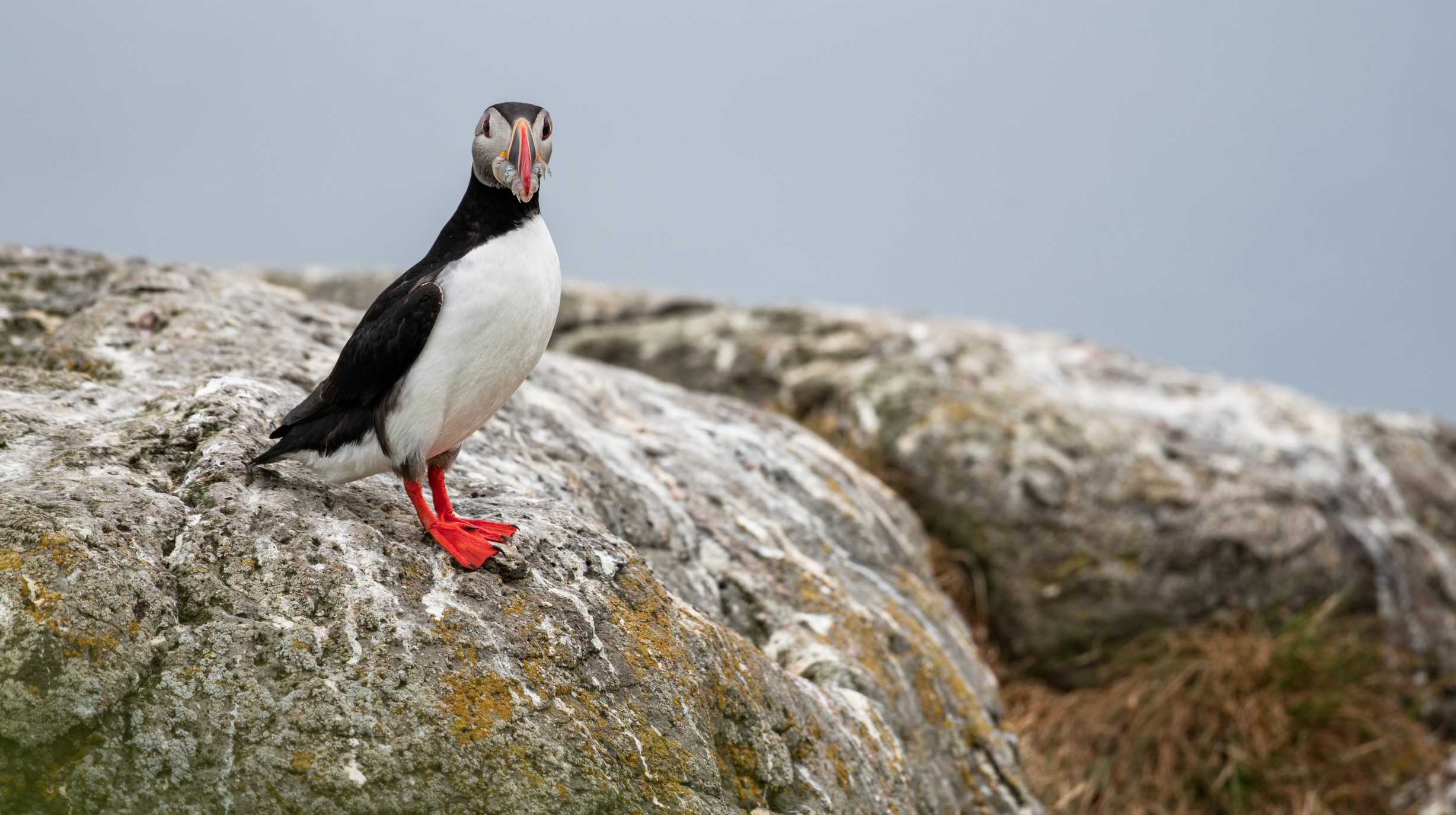 Uitgebreide cruise langs de IJslandse kust