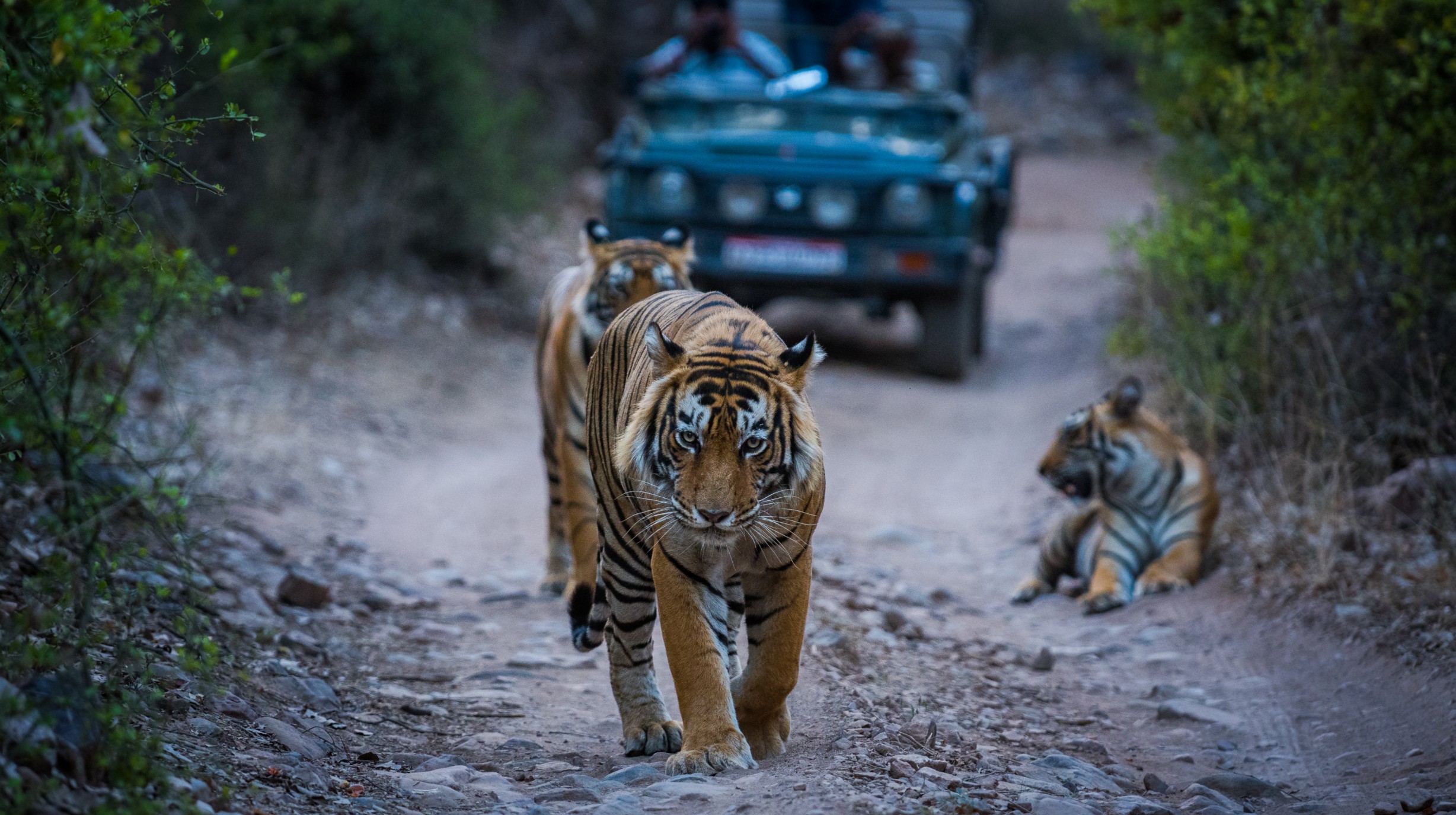 India - Ranthambore National Park Tijgers (2)
