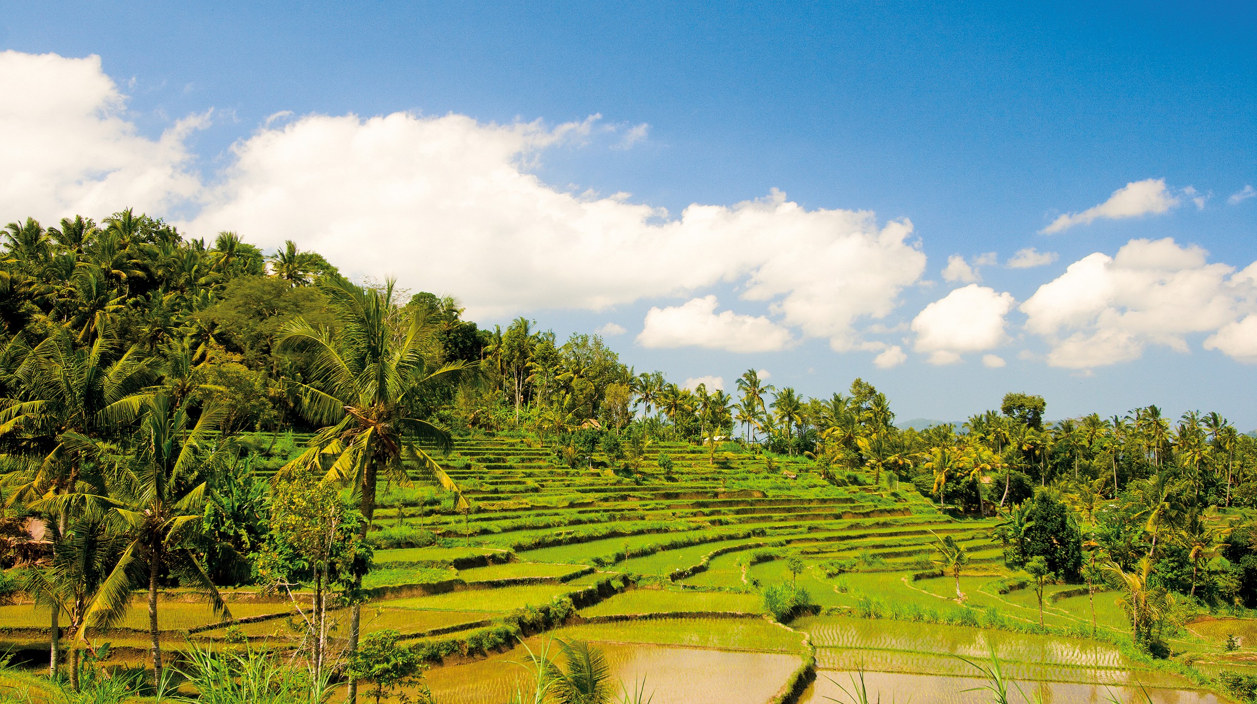Bali rijstveld