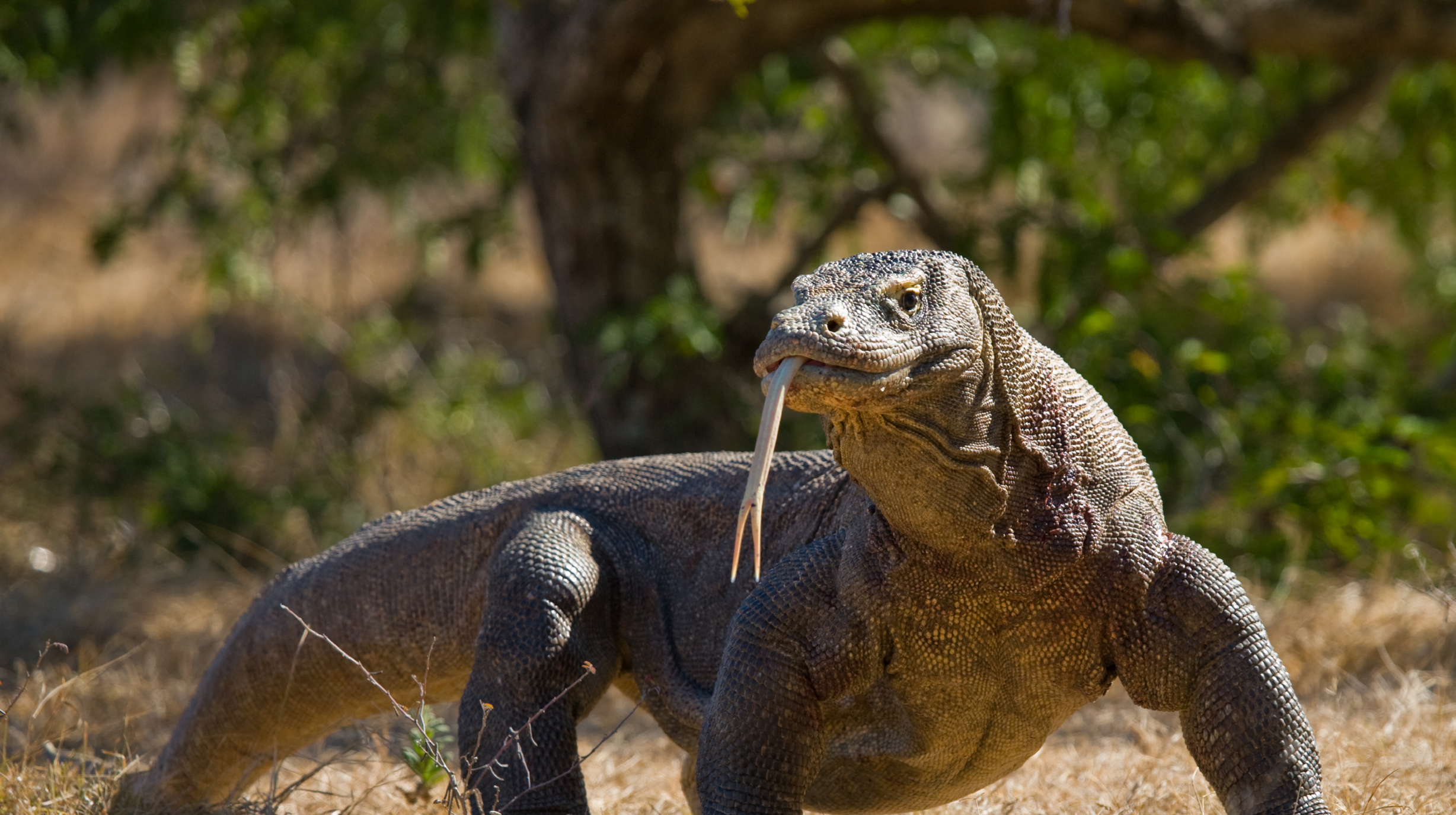 Indonesië - Komodo - Varanen