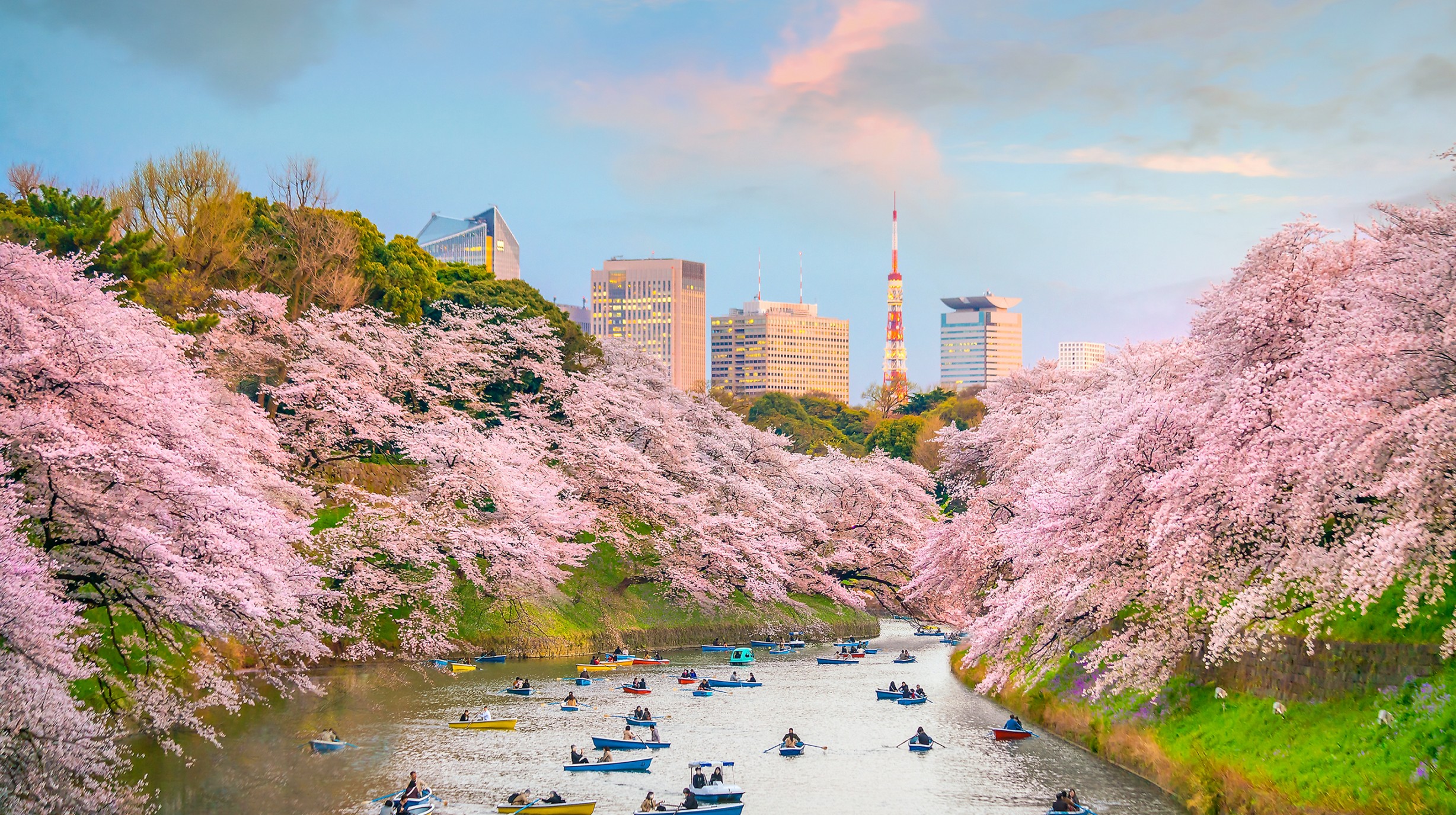 Japan - Tokyo - Sakura