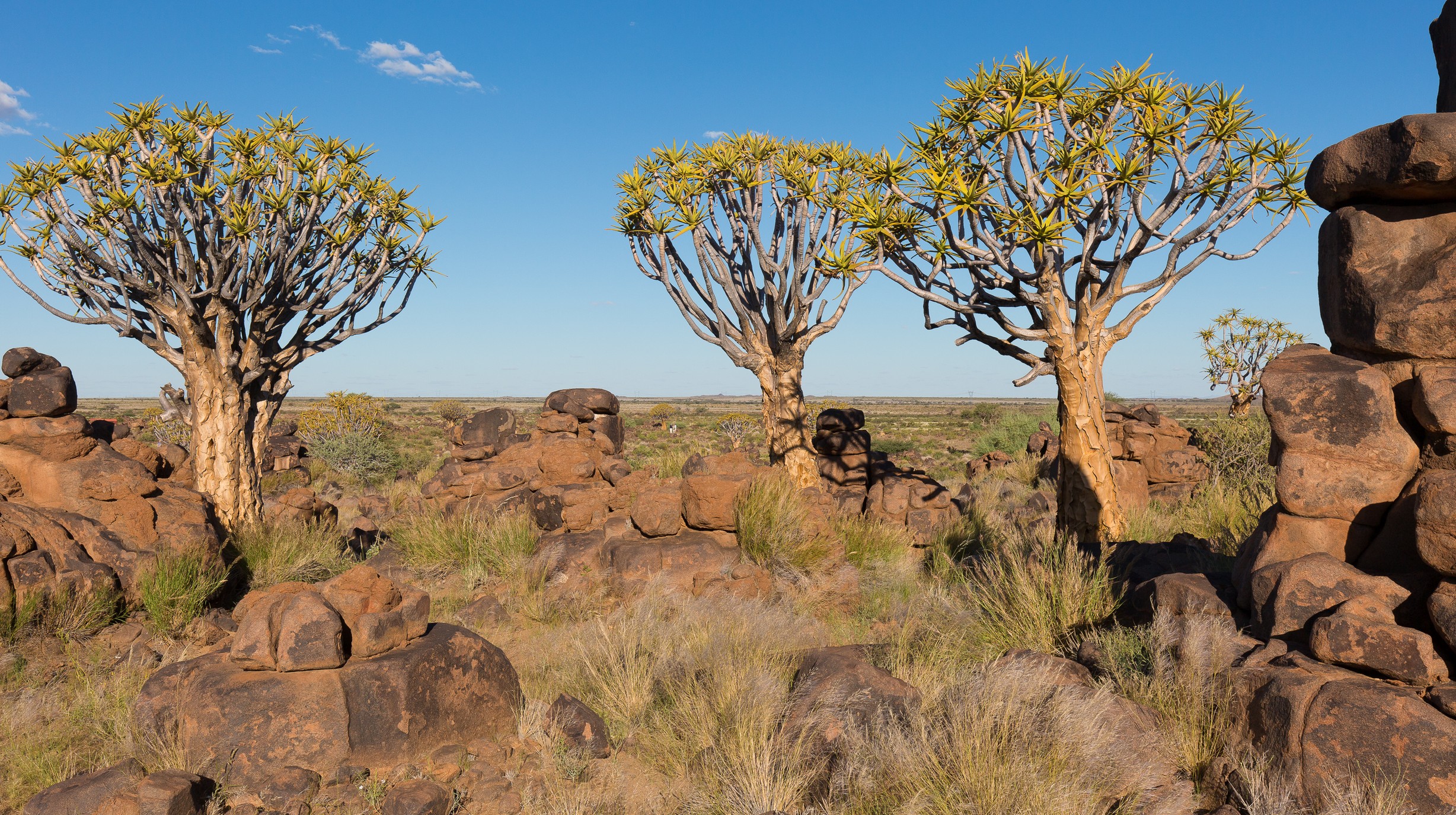 JB 2016-04 Namibië Safari 067-1
