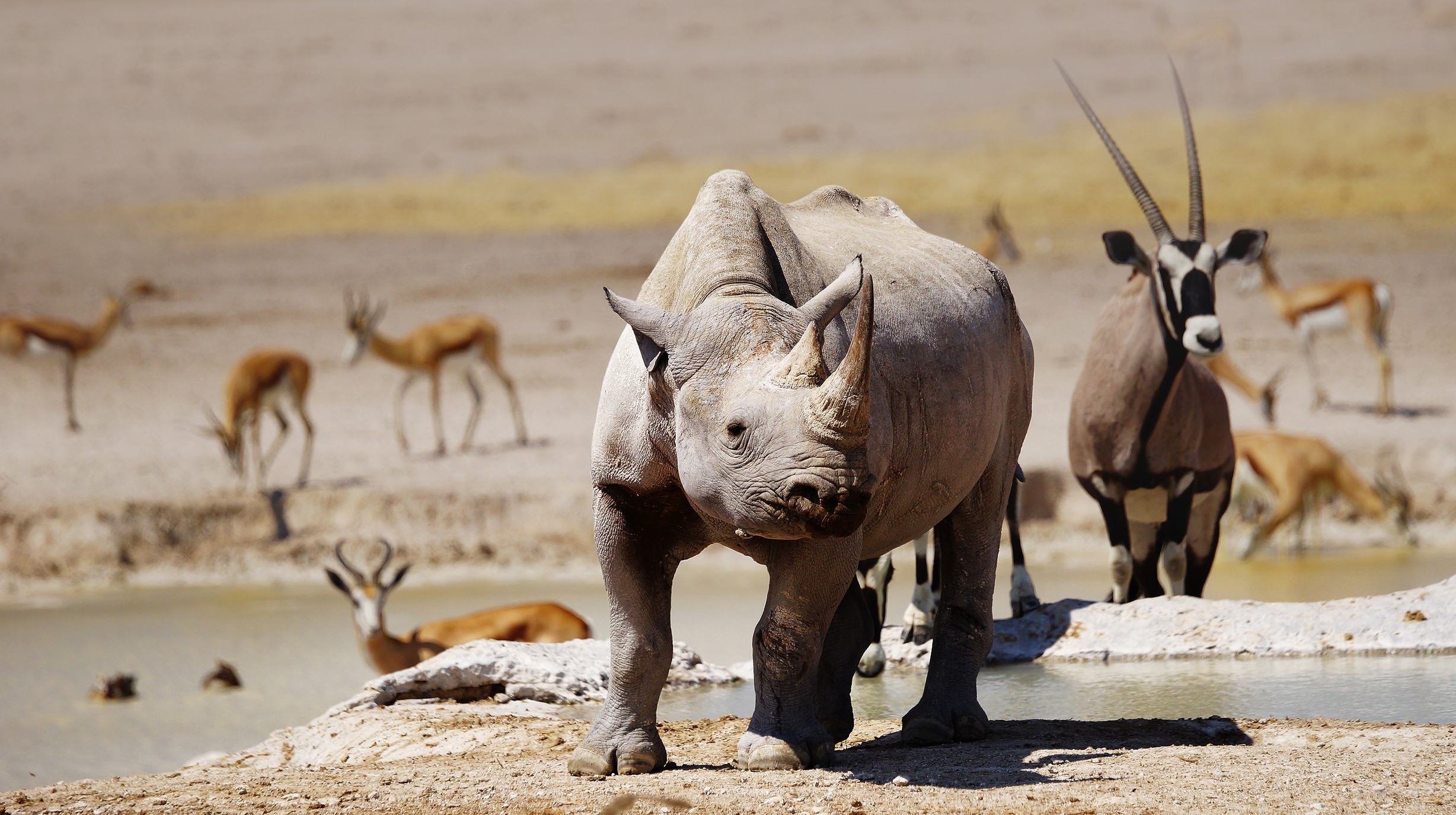 shutterstock_270278957_Etosha National Park_Afrika, Namibië