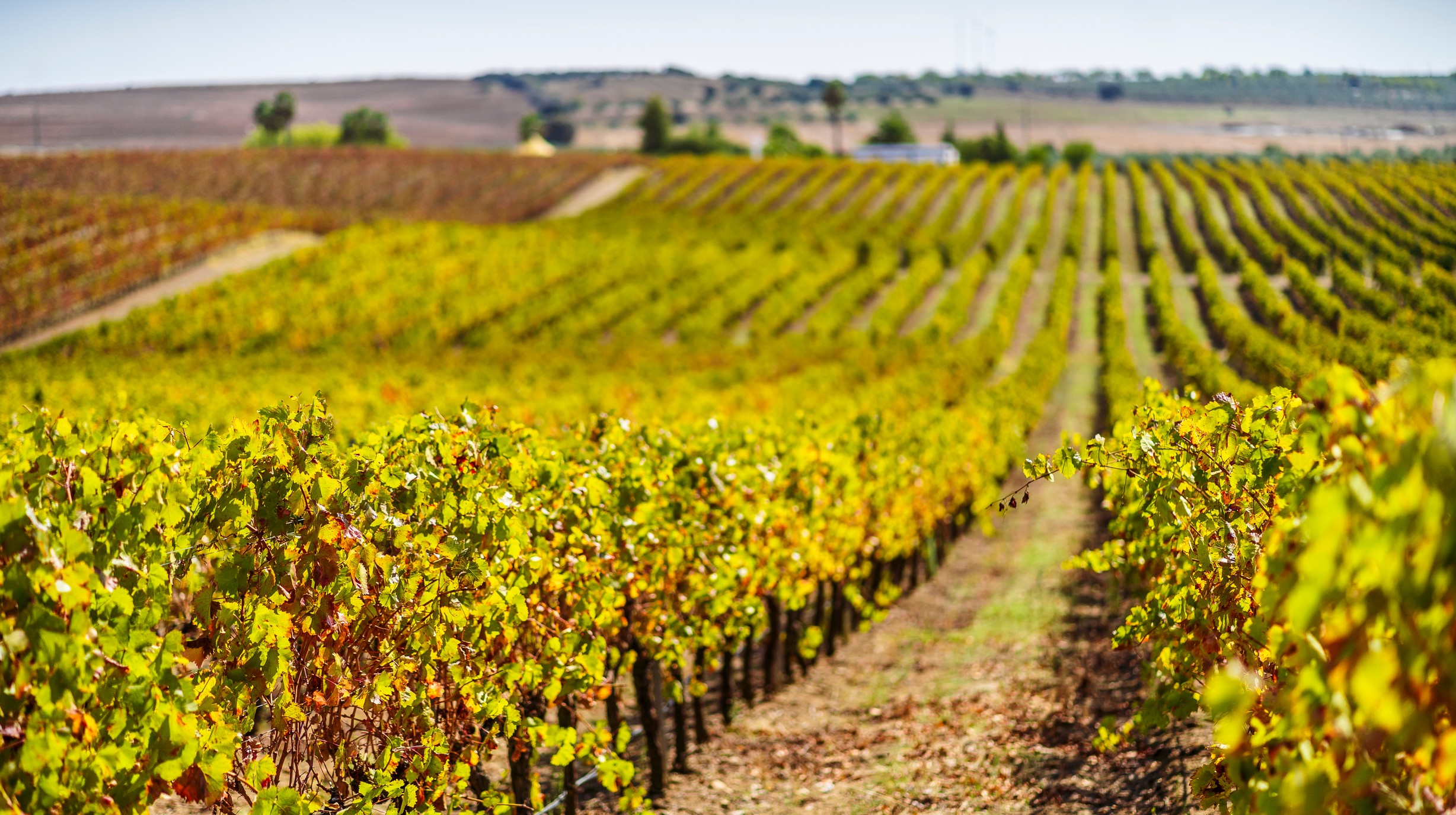 shutterstock_1909414420 - Wijngaarden in Alentejo