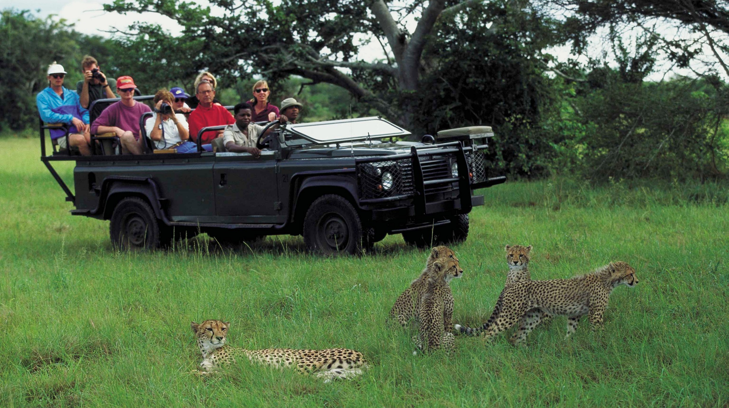 Cheetas
