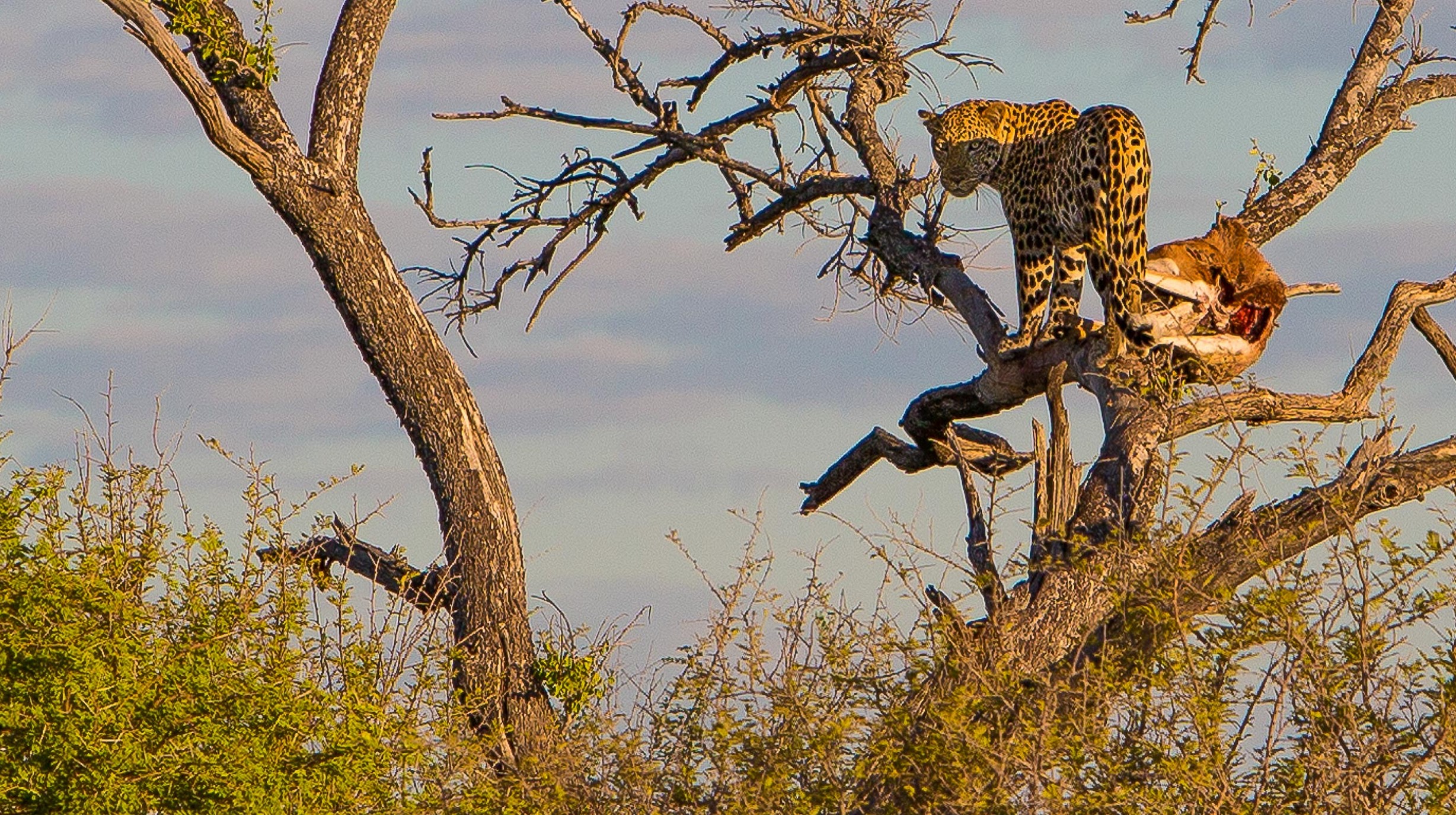 JB 2016-04 Namibië Safari 233