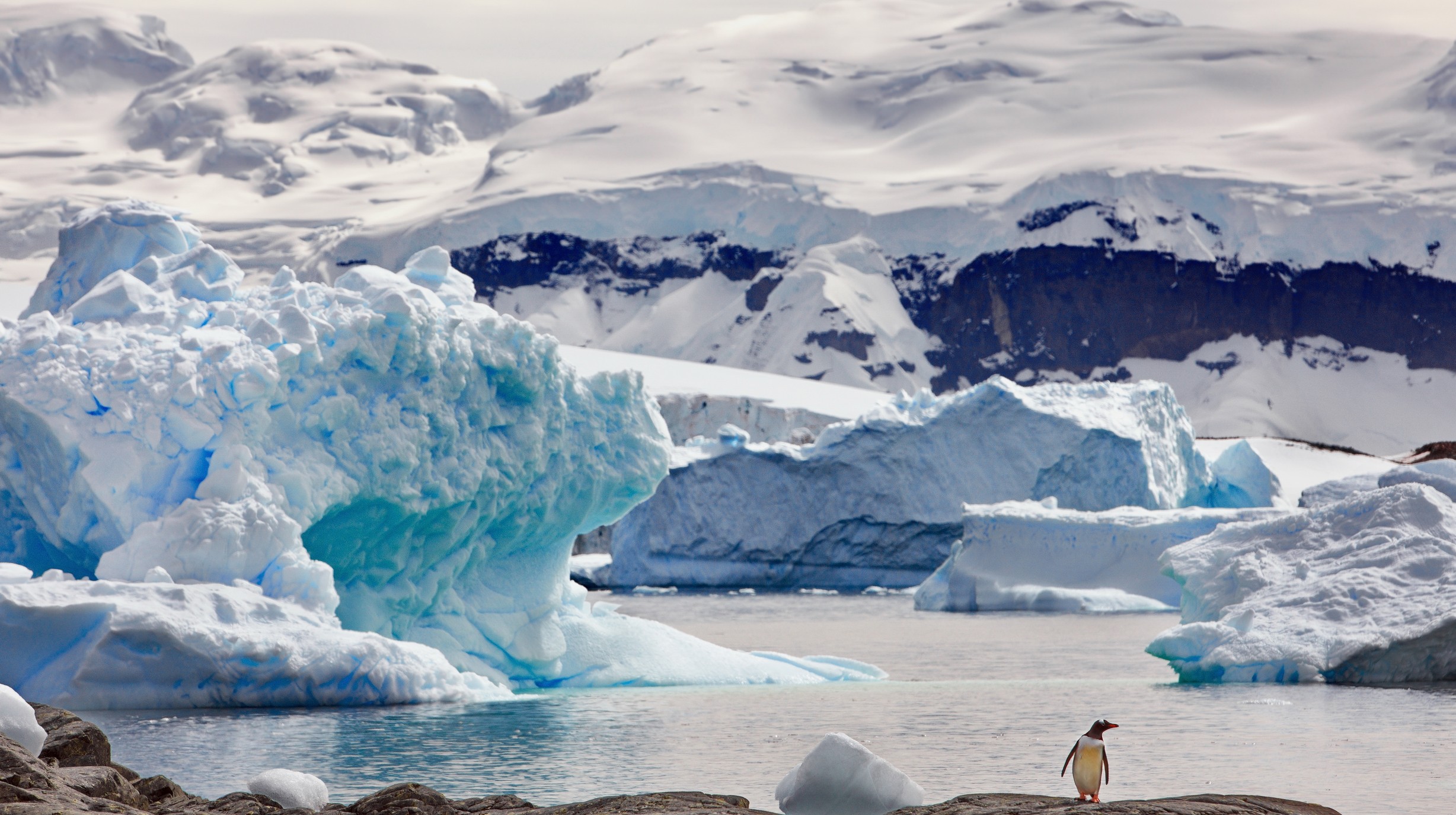 Antarctica - Pinguiïn op ijsberg