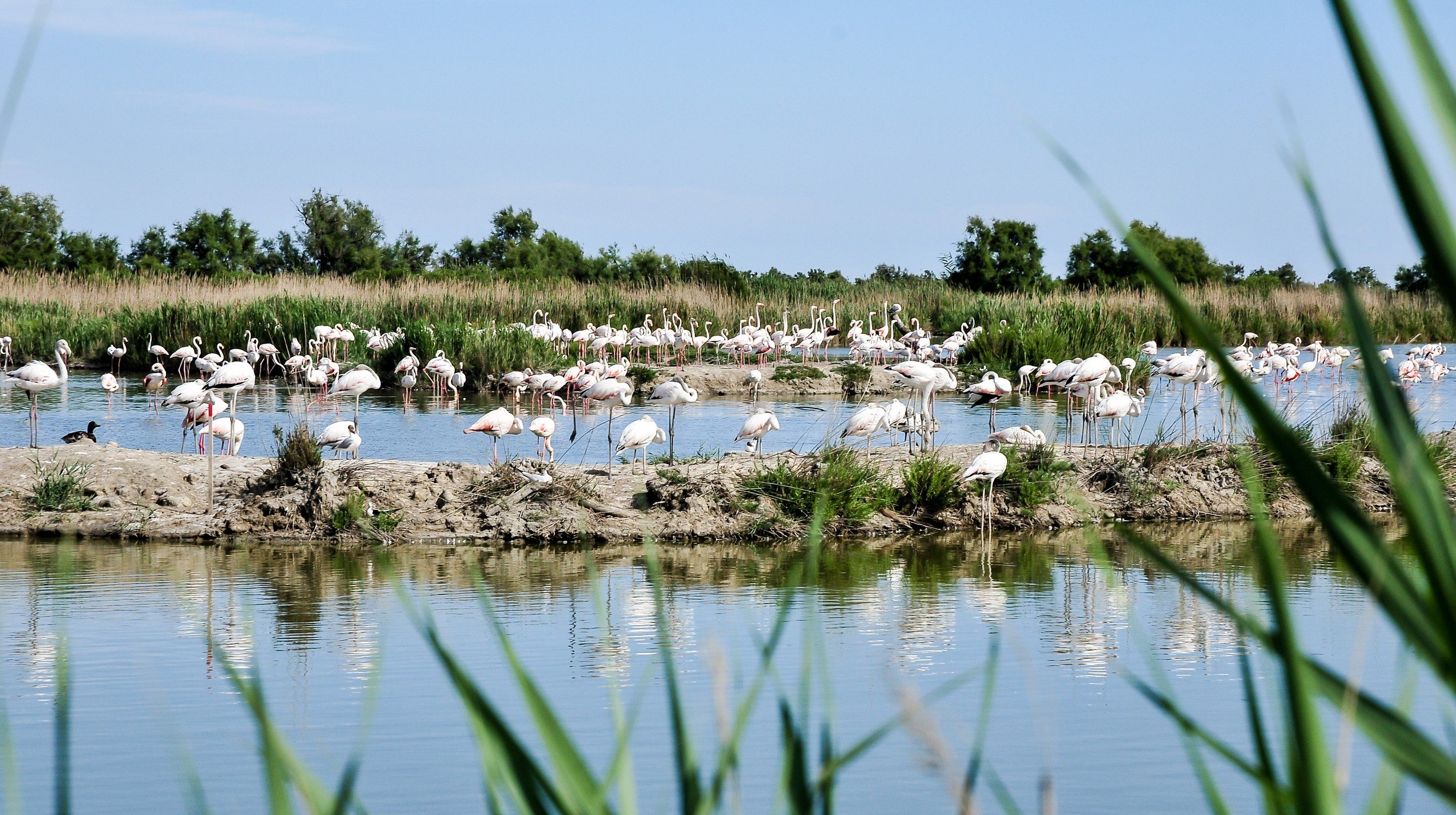 Camargue 01
