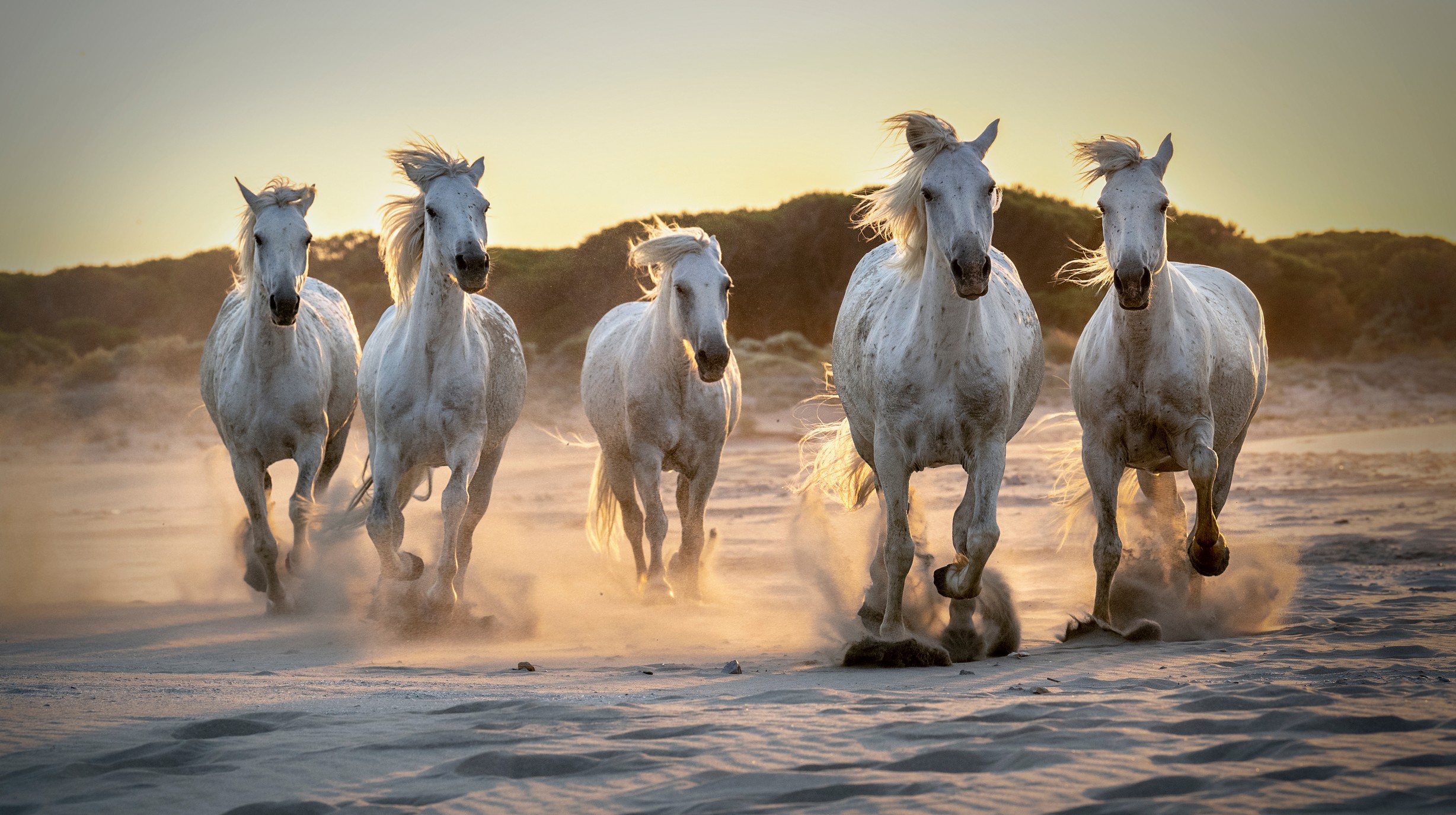 Camargue paarden 01