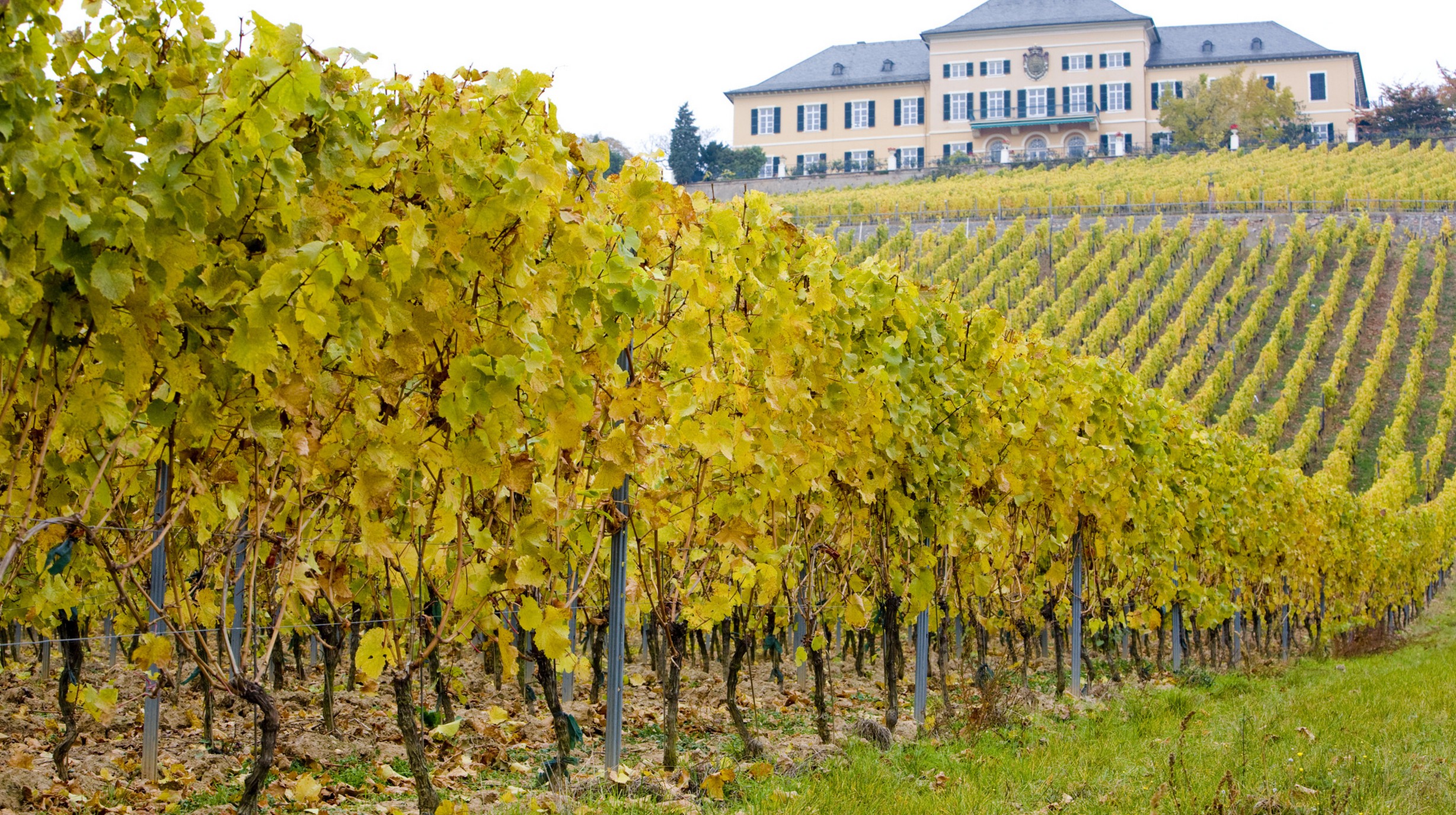 Riviercruise Rijn & Moezel - Schloss Johannisberg, Rüdesheim